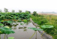 佳路通土工膜用于河北石家莊藕養(yǎng)殖項目